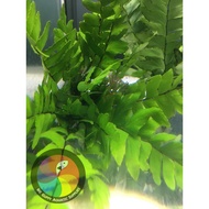 Aquatic Live Plants(7)