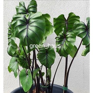 Ready stock | Colocasia Pharoah's Mask | Colocasia Topeng Firaun | Live Plants |