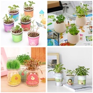 [SG Seller] - Mini plant for children day teachers day birthday wedding Christmas gift