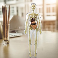 Anatomy Models Human Body, Human Body Torso Anatomy Figure Posable Modelwith Heart Head Skull Brain 