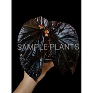 【HIDINGNATURE】 Begonia Blackblood (Super rare)