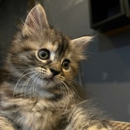 mainecoon kitten betina