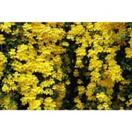 Pokok Bunga Cat's Claw Herbal/Bunga Menjalar Kuning Kesukaan Kelulut/Cat's Claw Flower Plant