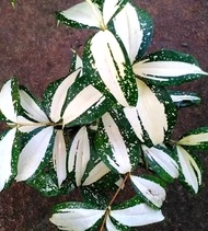 Tanaman hias dracena milky - dracena milky