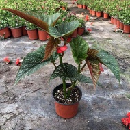 Bamboo Begonia Flower Potted Plant Large Leaf Spot Easy to Grow Four Seasons Balcony Foliage Begonia