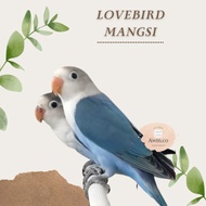 Burung Lovebird Mangsi | Burung Lovebird Cobalt Barangbaru