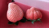 辛茗農產-草莓/苗/種子各樣問題請於底下留言或追蹤,感謝