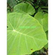 KELADI PADANG Colocasia gigantea / TALAS PADANG / KEMUMU ANAKAN