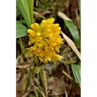 Anggrek calanthe densiflora / anggrek tanah calanthe densiflora kuning