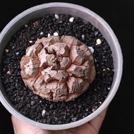 深裂) 南非龜甲龍   6.3cm    連 花盆 塊根 植物 盆栽 Plant  caudex 非象牙宮 增值之選【實拍。只此一盆】 👑 9年老店
