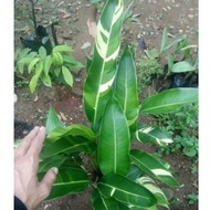 [dabest] Tanaman hias pisang heliconia varigata/pisang varigata bunga kuning