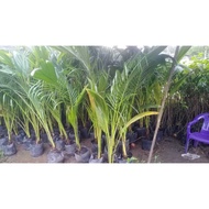 POKOK KELAPA PANDAN HYBRID 6 KAKI