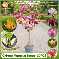 100% Original Chinese Magnolia Flower Seeds for Planting Fragrant Flowers Mixed Color 30pcs Dwarf Ma