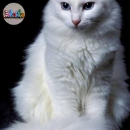 Kucing Persia/Anak Kucing Persia/ Kucing Persia Medium/ Kucing Anggora