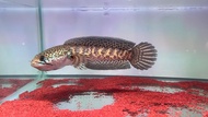 [READY STOCK] Ikan Channa Fish-Channa Auranti Cobra Fish - Pellet Trained Aquatic Fish