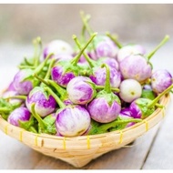 Anak Pokok Terung Ulam ungu /purple eggplant dish