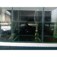 Silver arowana 4-5 inch 🐟
