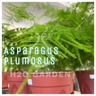 H2O - Asparagus Plumosus / 文竹 / Indoor Plant / Live Plant