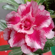 pokok bunga adenium srismprom