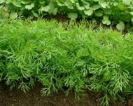 Organic Diana Dill Seeds (Anethum Graveolens)