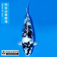 ikan koi import, Shiro utsuri gindrin omosako koi farm HQ size 45cm