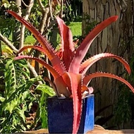 AEC Bracteata Red - Buaya id Rare / Tahan panas / Gha Garden House