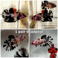 ikan cupang/1 pair deadpool/black koi Cooper ori thai