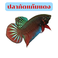 ปลากัด1คู่ ปลากัดป่าแก้มแดง ปลากัดแก้มแดง ปลากัดหางใบโพ เกรดประกวด ผู้1 ตัว ส่งด่วน3วัน ร้านมีรับประกันการจัดส่ง100% มีบริการเก็บปลายทาง
