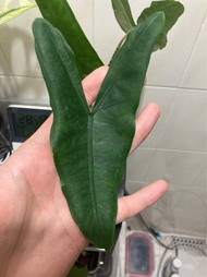 Alocasia zebrina 'Reticulata'  暗黑虎斑海芋