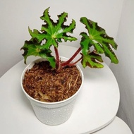 Tanaman Hias Begonia Heracleifolia / Begonia / Inc Pot