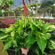 TKL - Epipremnum Aureum ‘Golden’ / Golden Pothos Money Plant Hanging 花叶绿萝