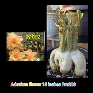 adenium flowers 15  inches .富贵花15吋盆,  ❤️❤️