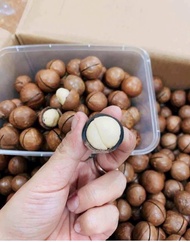 Hạt Macca nhà trồng 100% hữu cơ của nhà để ăn và xuất khẩu dư bán