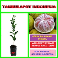 Bibit Okulasi Tanaman Pohon Jeruk Bali Unggul Tinggi 30 Cm Up