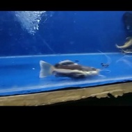 RTC Shortbody Perfect / Redtail Catfish SB
