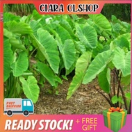 BIBIT BENTUL(talas bentul)murah10 pcs
