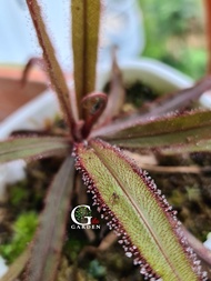 Drosera Adelae [Drosera Sundew][Carnivorous Plants][GILAGARDEN]