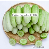 RADO 1339 White Cucumber Seeds 白黄瓜种子  Biji Benih Sayur Vegetable Seeds
