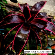 Bromeliad Neo Chester - id tahan panas / Gha Garden house