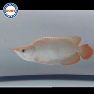 ARWANA SUPER RED SHORTBODY KING / AROWANA SUPER RED KING SHORTBODY