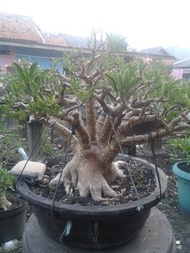 Adenium Bonsai RCN 7