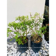POKOK BUNGA JASMINE BUNGA LANDSKAP