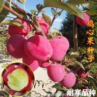 Chicken Heart Begonia Fruit Seeds Northeast Chicken Heart Fruit Planting Splendid Begonia Fruit Cour
