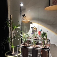 植物生長燈 盆栽補光燈 落地燈