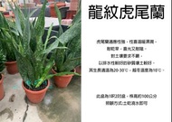 心栽花坊-龍紋虎尾蘭/龍紋虎皮蘭/1呎2吋/觀葉植物/綠化植物/售價1200特價1000