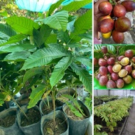 Anak Pokok Matoa Longan Brazil – Buah Tumbuh Berkelompok, Sedap, Berair, Manis dan Wangi