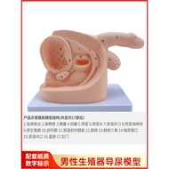 Male Inner Outer Generator Anatomy and Male Female Catheter Model Female Urinary System Generation S