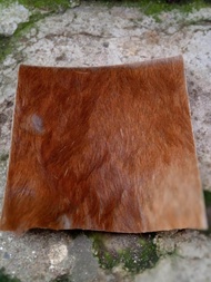 kulit kidang/kijang Asli 100%Original