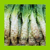 Vege Seeds (40pcs) / Asparagus Lettuce