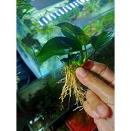 Anubias Nana - Aquascape Plant